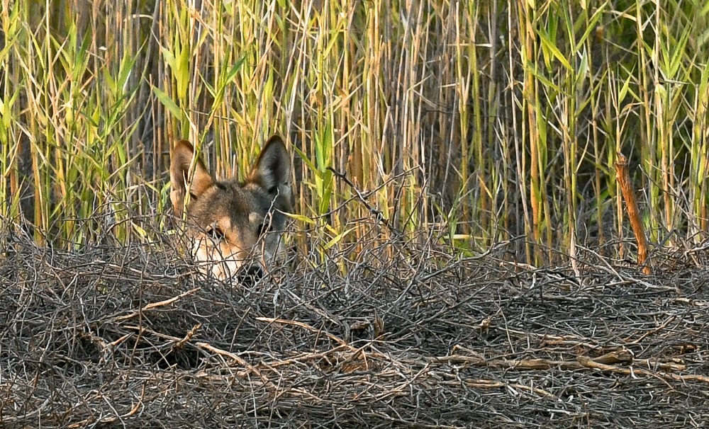 Reserve Stepnoy. Date with Wolves - Artur Murzakhanov, Reserves and sanctuaries, Wolf, Longpost