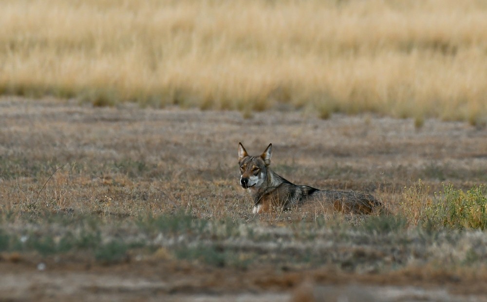 Reserve Stepnoy. Date with Wolves - Artur Murzakhanov, Reserves and sanctuaries, Wolf, Longpost