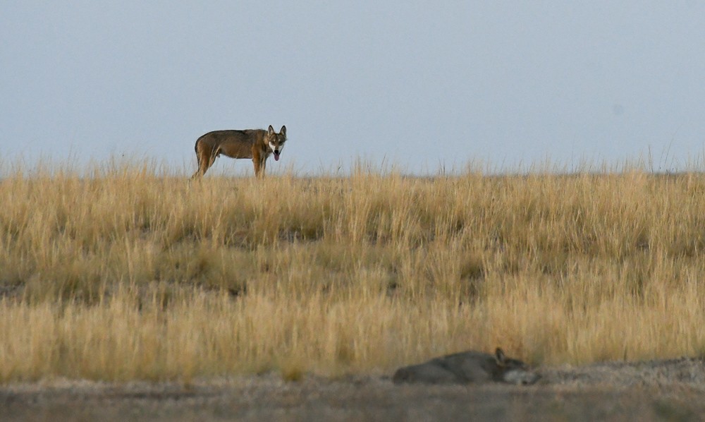 Reserve Stepnoy. Date with Wolves - Artur Murzakhanov, Reserves and sanctuaries, Wolf, Longpost