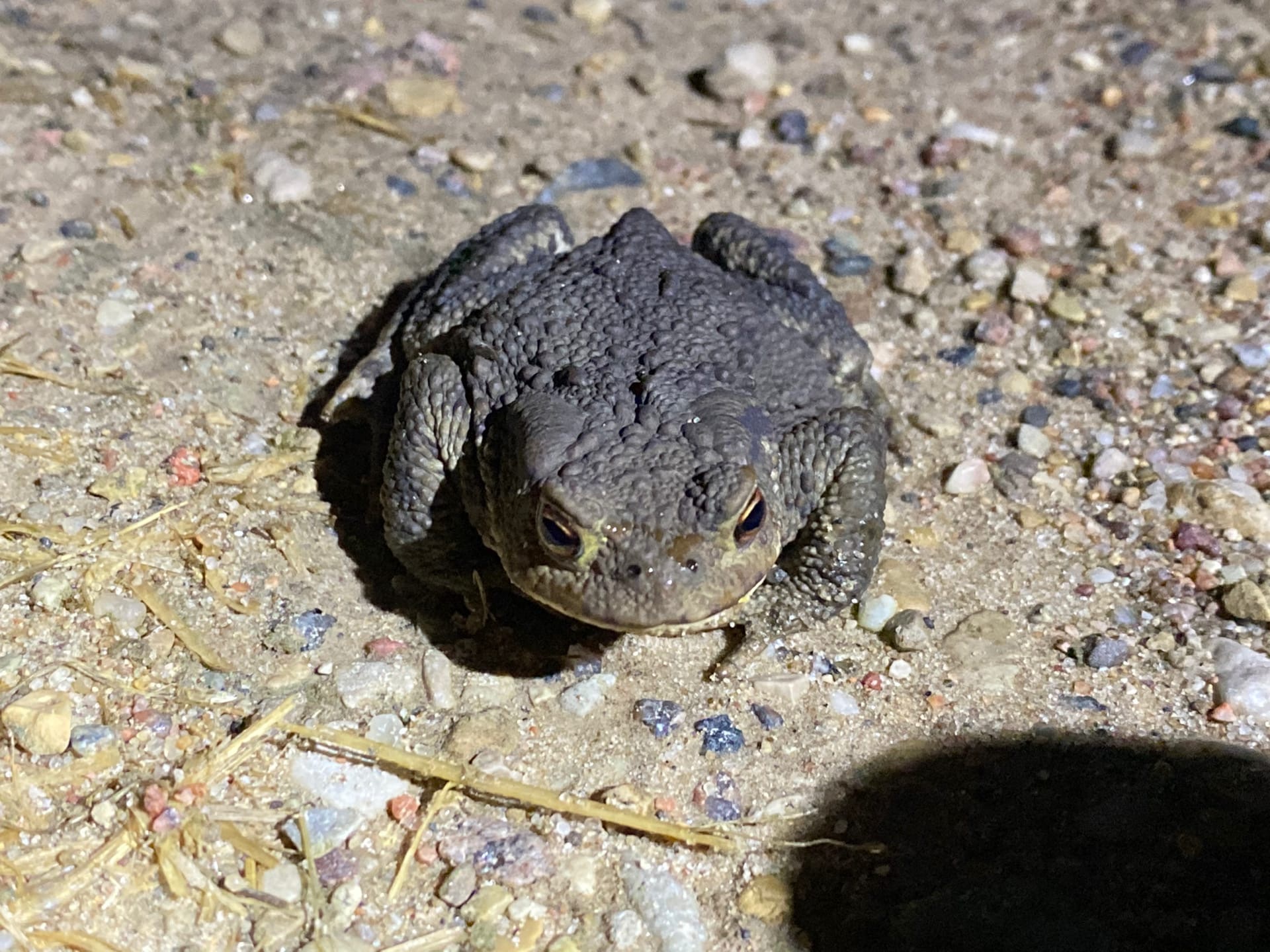 frogs - My, Toad, Frogs, Republic of Belarus, Braslav Lakes, Longpost