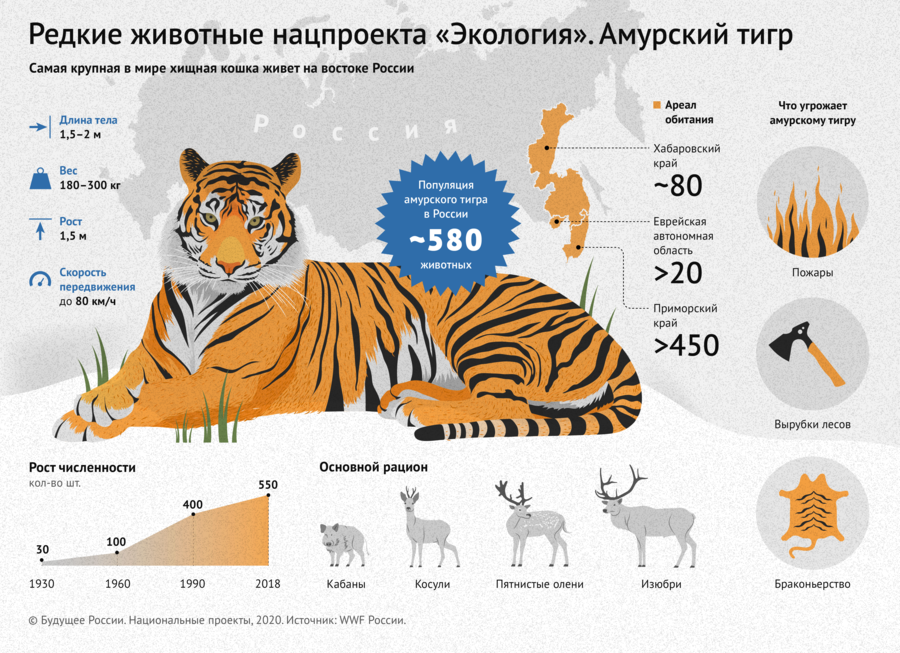 Рекомендации по поведению в местах обитания амурского тигра