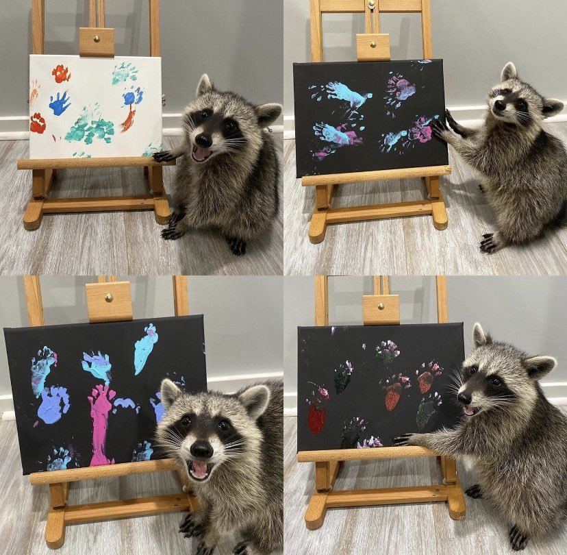 Judging by the expression on his face, he really likes his paintings - Raccoon, Reddit, From the network, Painting, Animals, Painting