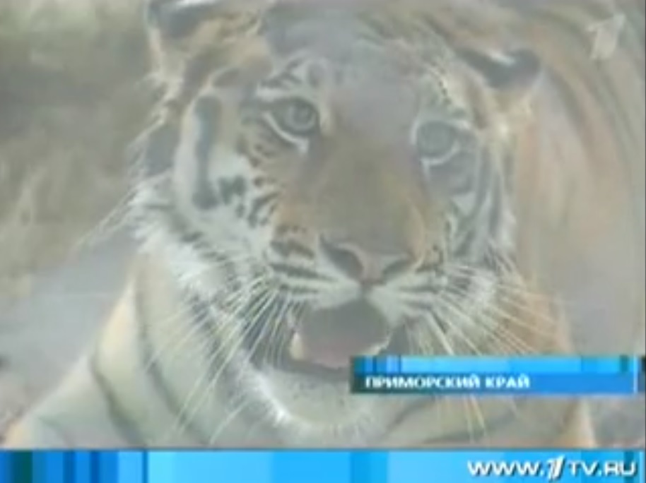 Amur tigers: when cubs suffer - My, Tiger, Animals, Wild animals, Longpost, Life stories, cat