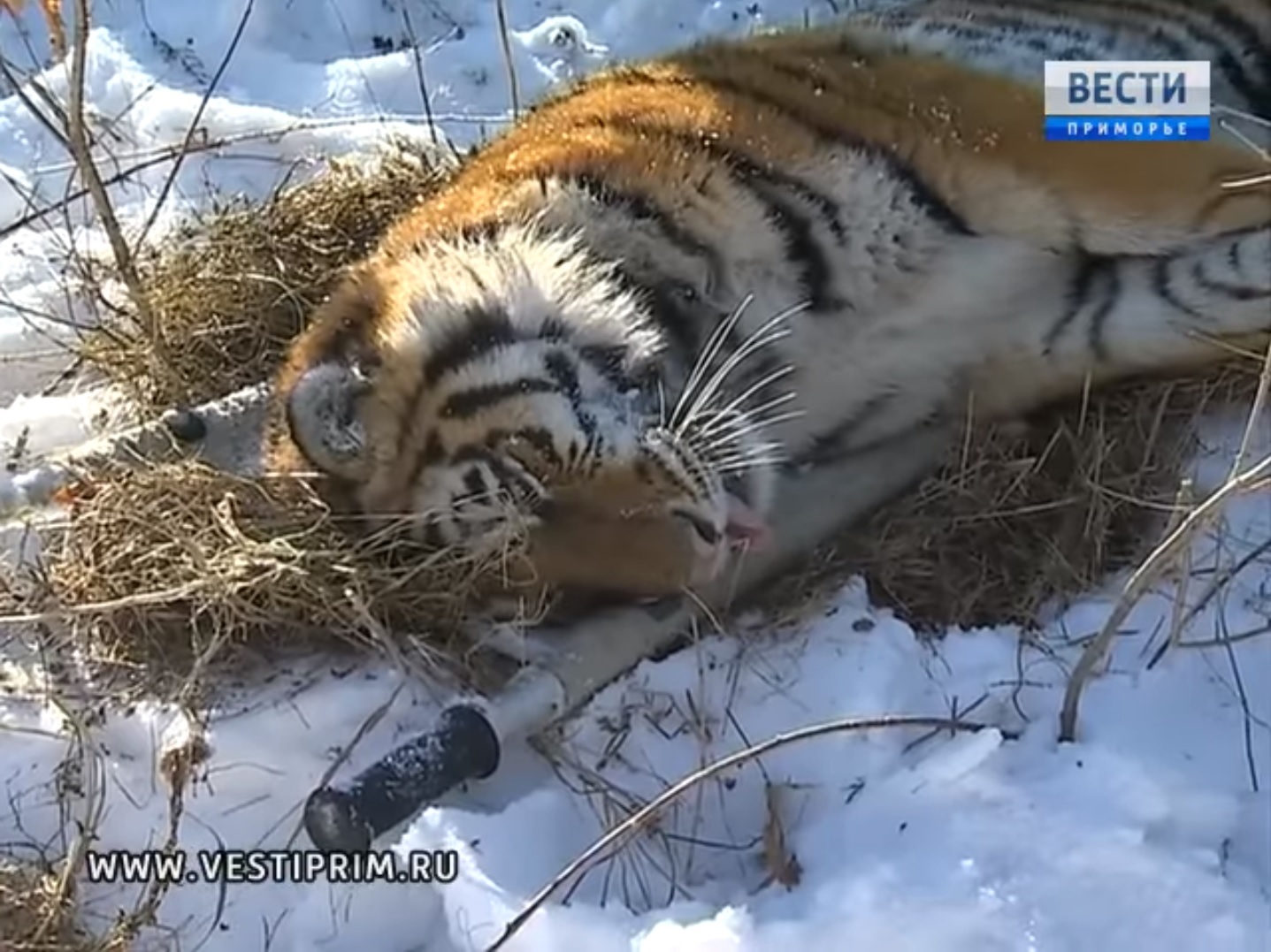 Amur tigers: when cubs suffer - My, Tiger, Animals, Wild animals, Longpost, Life stories, cat