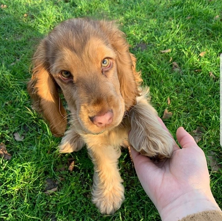 This beautiful look - Dog, Sight, Cocker Spaniel, Milota, Longpost