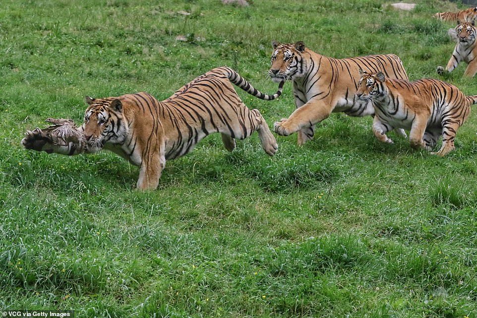 Tigers and bird - Tiger, Birds, Longpost, Big cats, Wild animals, The photo, China