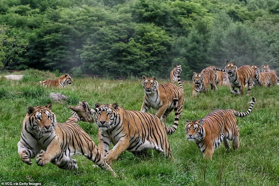 Tigers and bird - Tiger, Birds, Longpost, Big cats, Wild animals, The photo, China