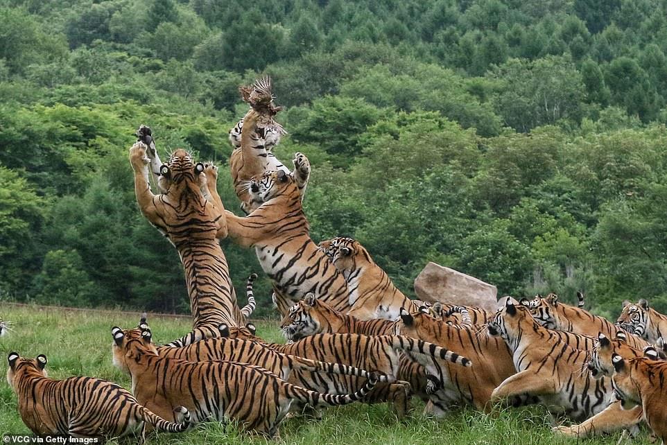 Tigers and bird - Tiger, Birds, Longpost, Big cats, Wild animals, The photo, China