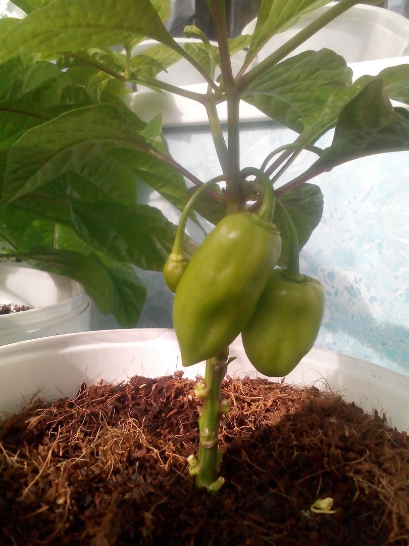 Coconut hydroponics. Hot peppers. Season 2020. No. 5. FINISH! - My, Pepper, Hot peppers, Pepper farming, Vegetable garden on the windowsill, Longpost