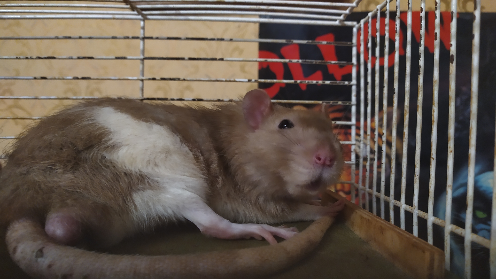 Rat everyday life #9 - My, Rat, Decorative rats, Animals, Milota, Longpost