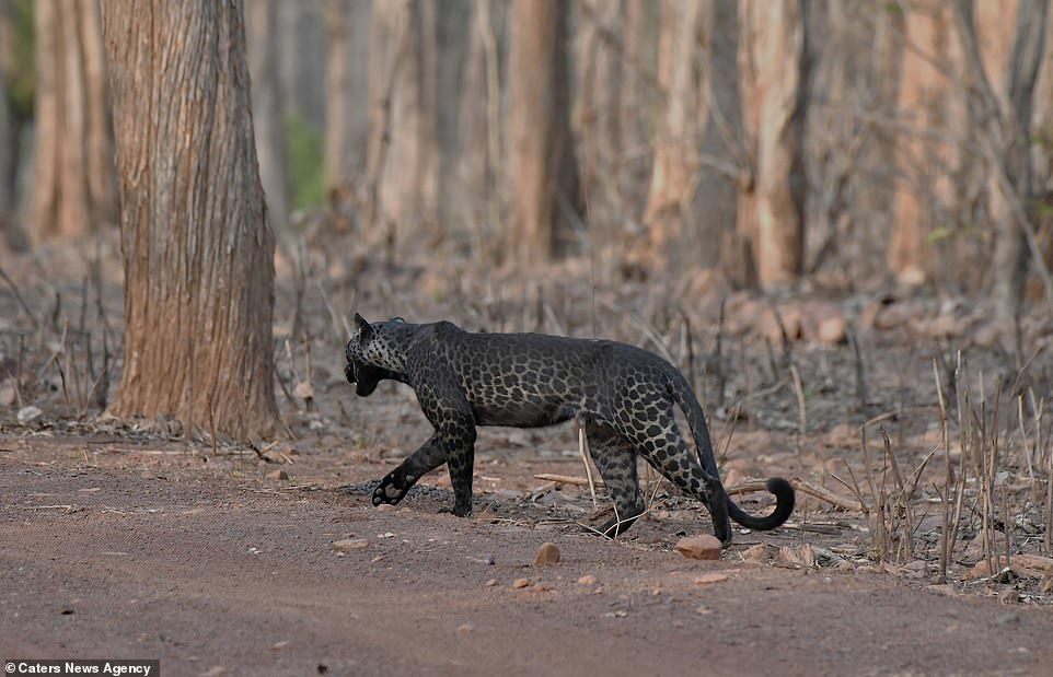 Rare black leopard - Leopard, Black, Longpost, The photo, Big cats, Wild animals, India, wildlife, Animals