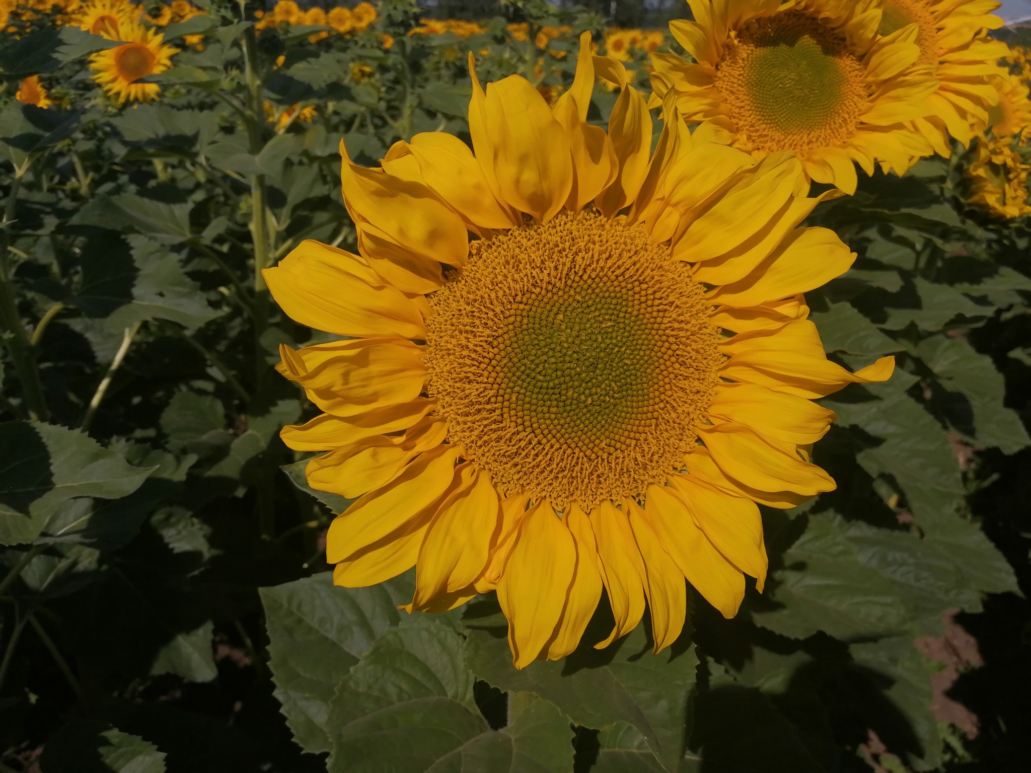 And again photos of your favorite sunflowers - My, Sunflower, Seed production, Hybrid, Progressive crop production, Longpost, The photo