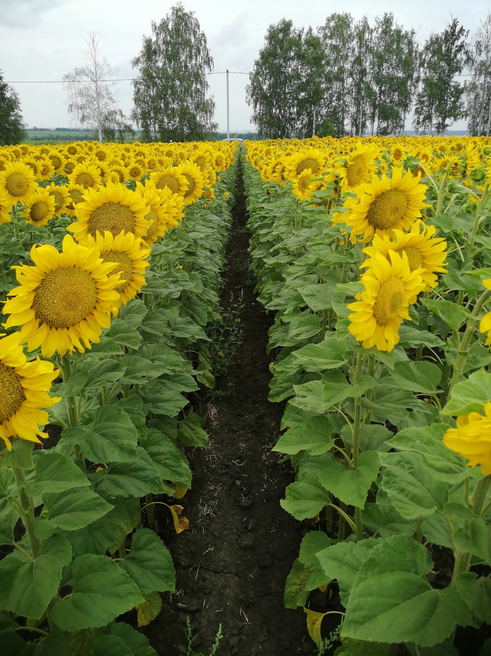 And again photos of your favorite sunflowers - My, Sunflower, Seed production, Hybrid, Progressive crop production, Longpost, The photo