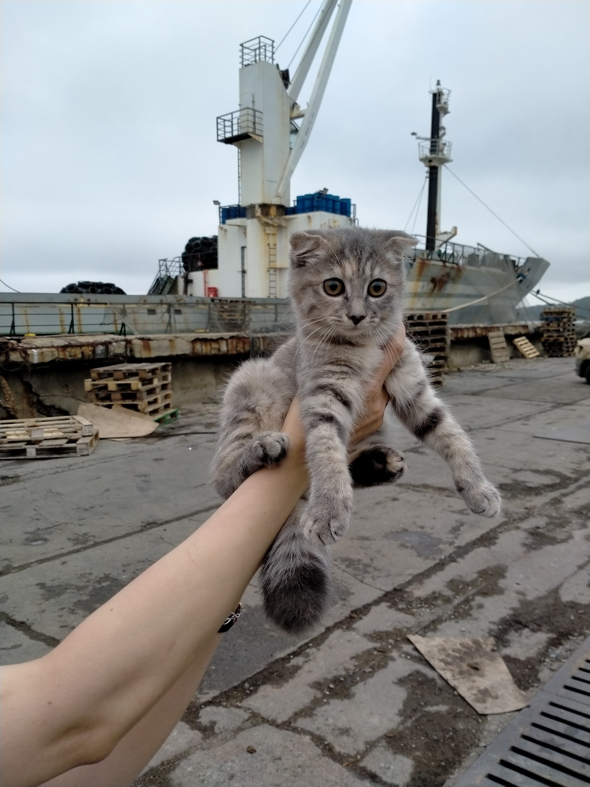 Chief on the ship! - My, Longpost, cat, Vessel