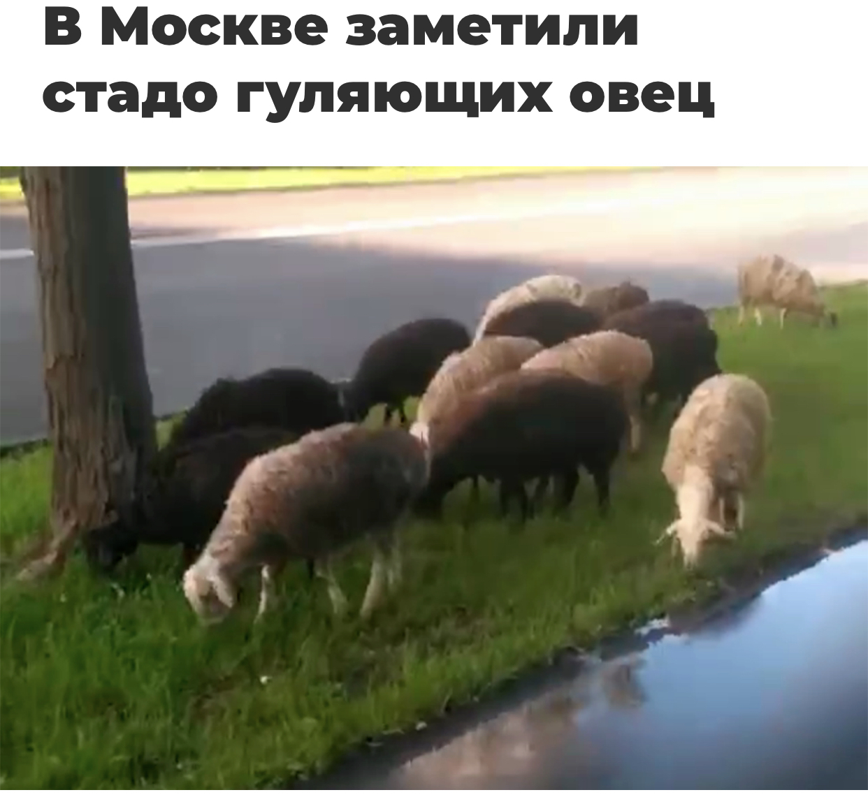 This is what I understand: nature has purified itself! - Moscow, Sheeps, Nature, House 2, Pets, Suddenly