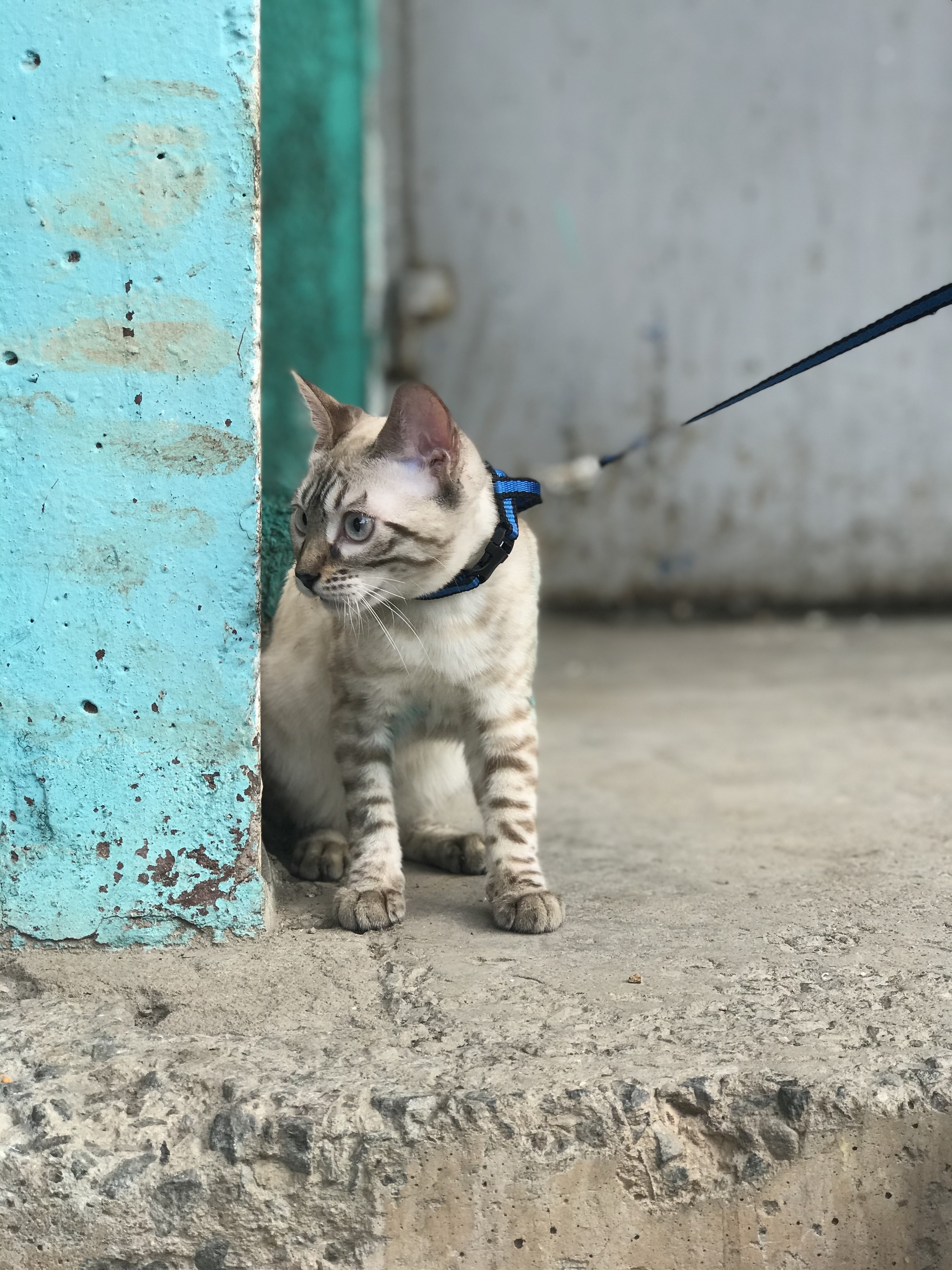 Getting to know the world - My, Bengal cat, cat, Walk, Longpost