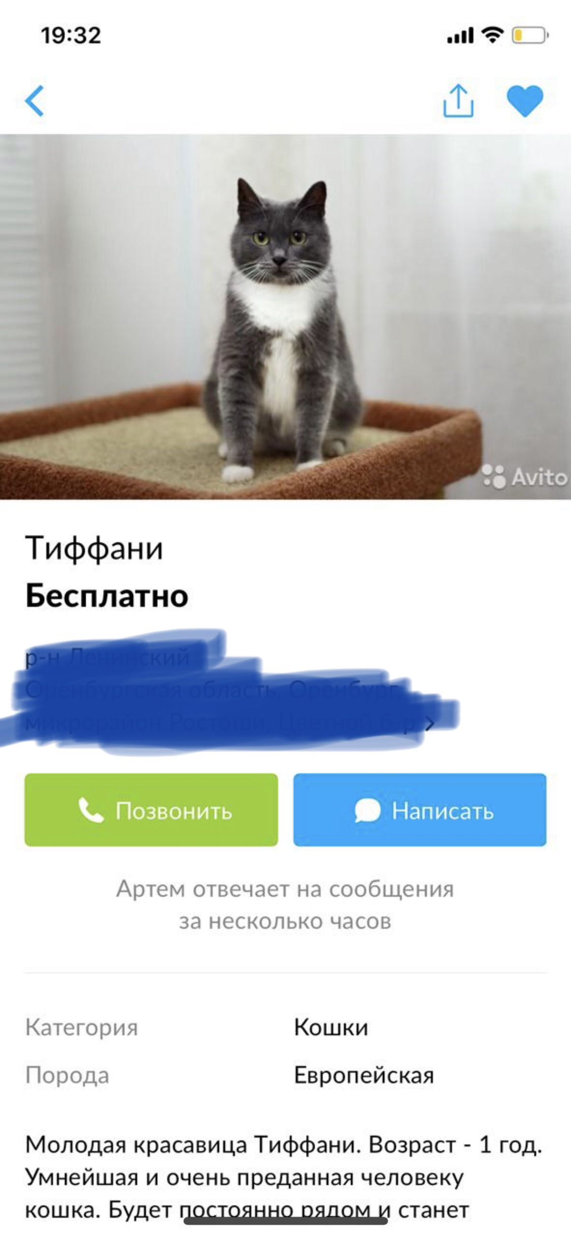 Cat happiness - Milota, Pets, Longpost, cat, Pet, Screenshot, Avito