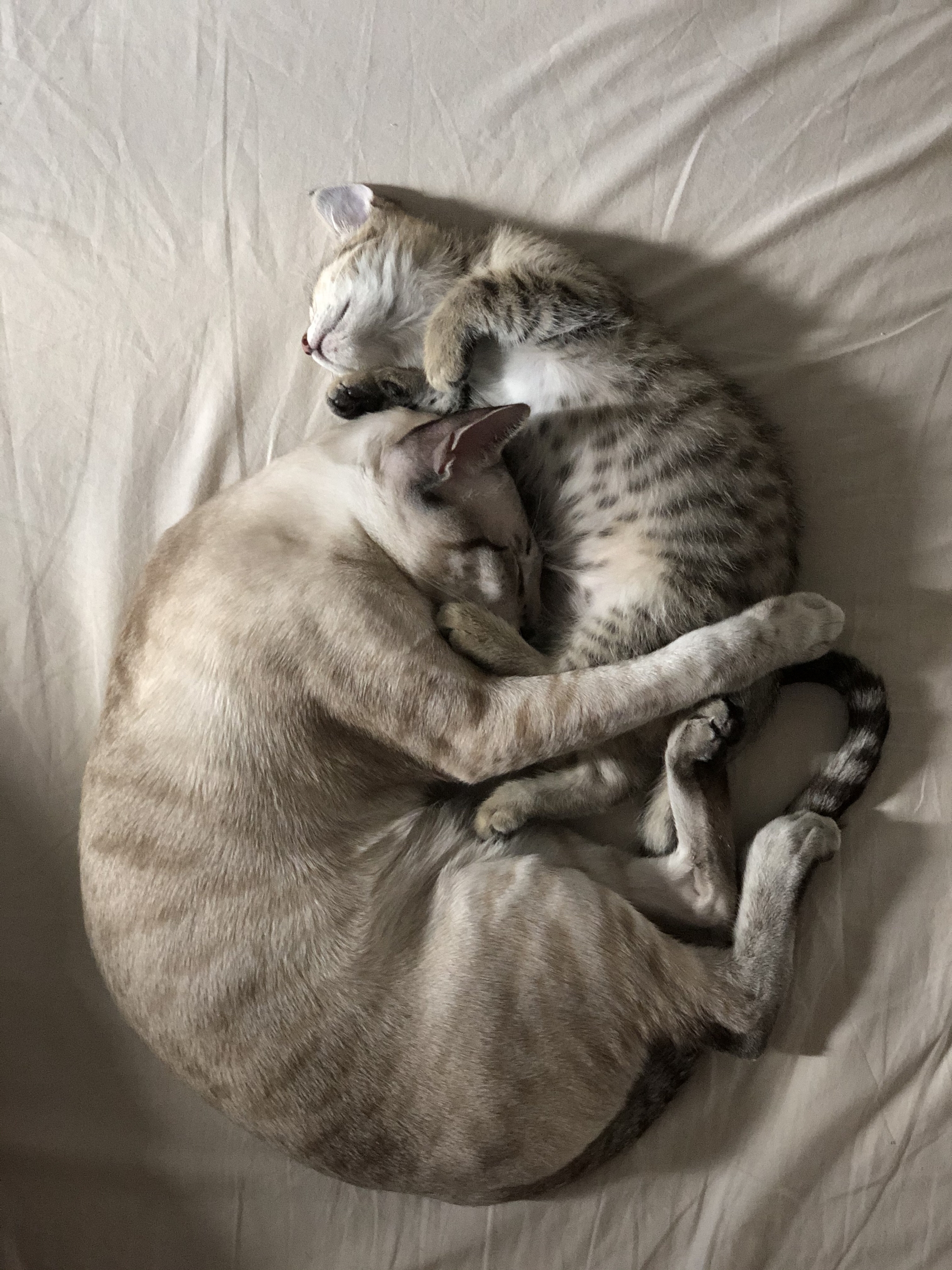 Two shrimp - cat, Oriental cats