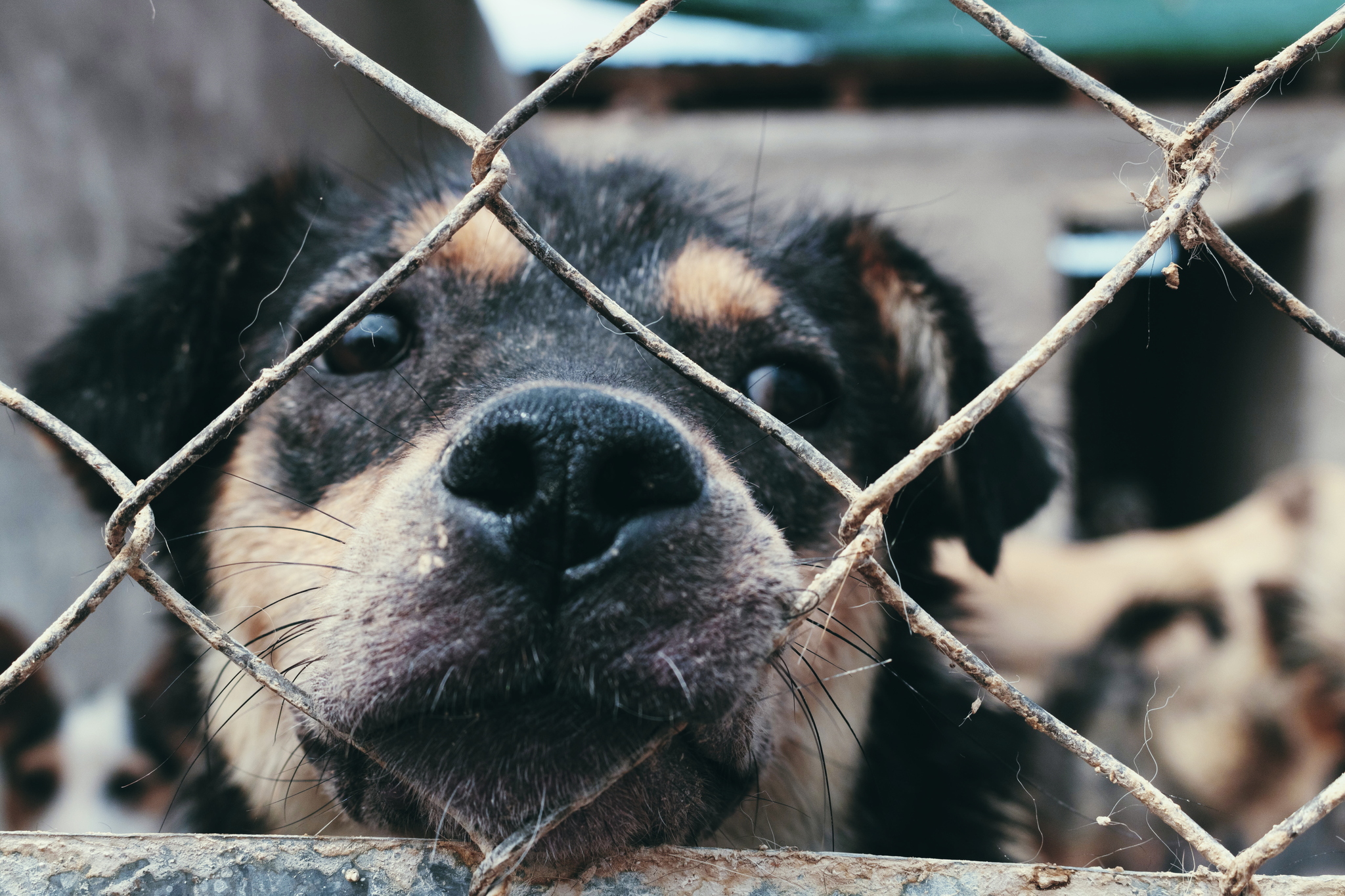 A day in the life of an animal shelter - Dog, Animal shelter, Volunteering, Charity, Volunteer stories, Longpost