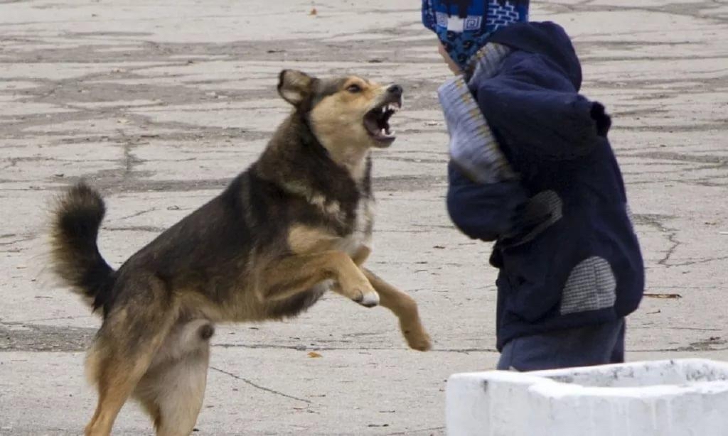 City Hall, who is responsible for the safety of our children? - My, Dog, Be aware of dogs, Child safety, Safety, Sardana Avksentieva, Yakutsk, Longpost