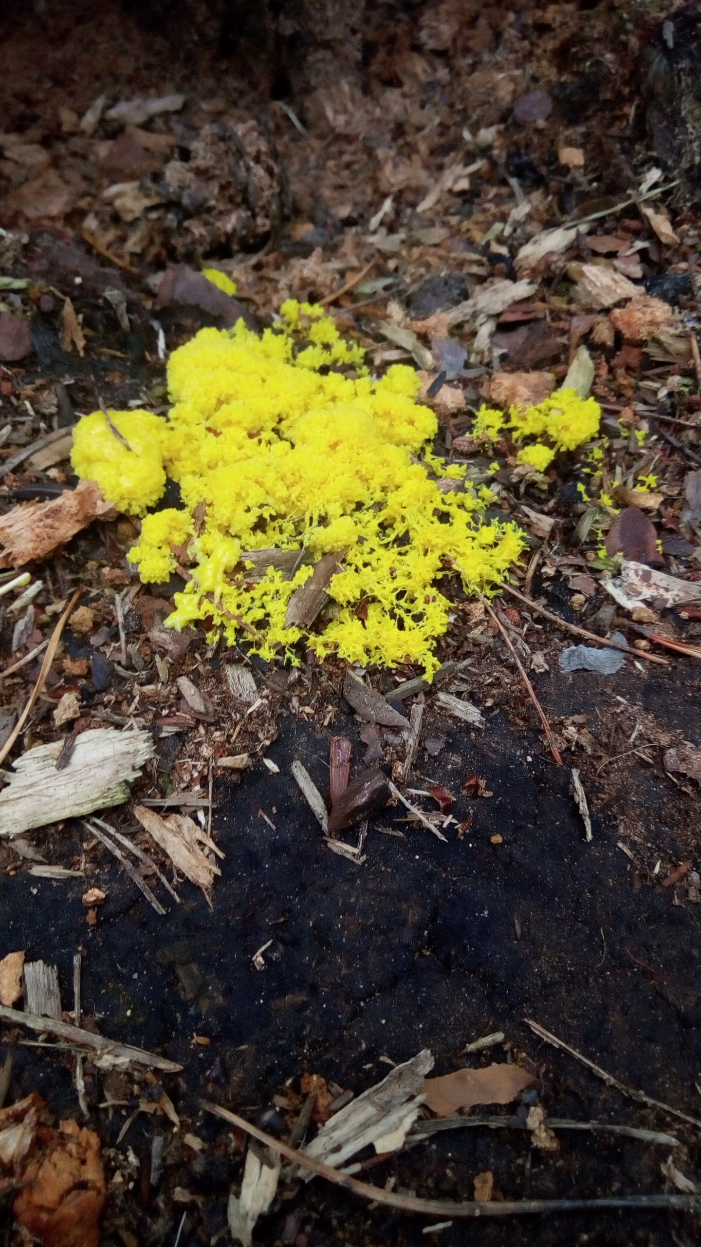 Slime mold in the Urals? - My, Unicellular, Biology, Longpost