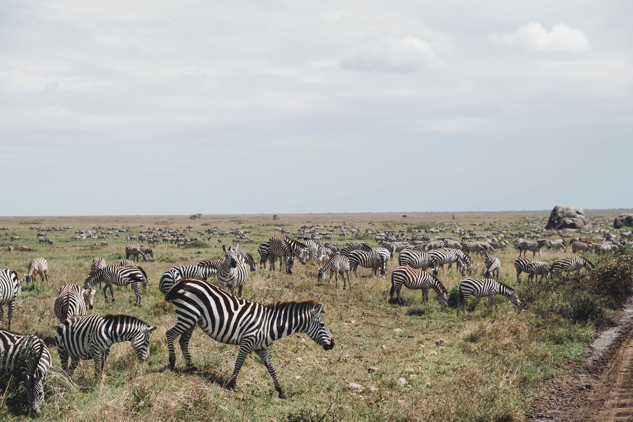 Relax at the resorts of the Tanzanian region or a little about Tanzania with photos - My, Tanzania, Africa, Travels, Longpost