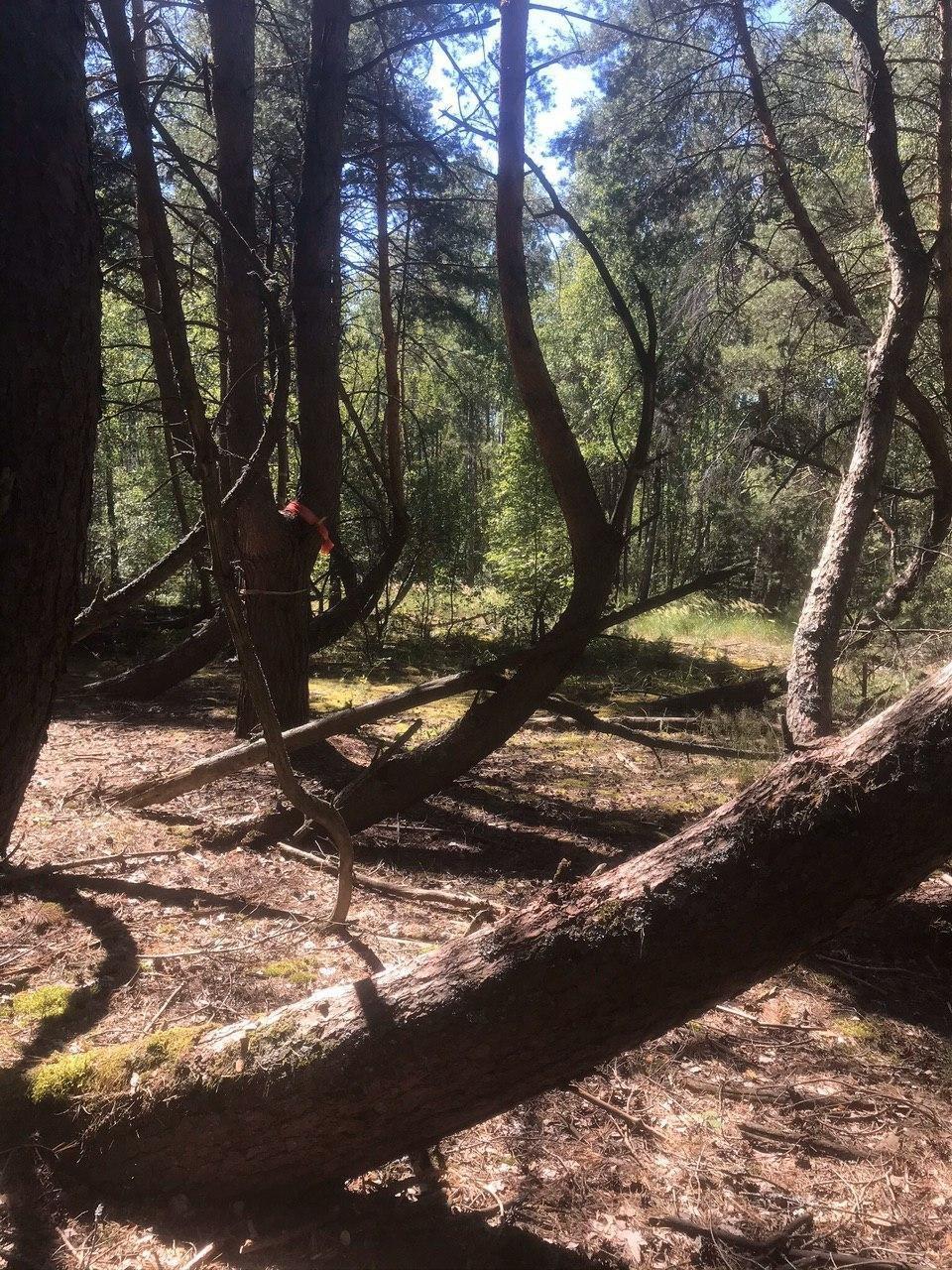 The mysterious anomaly Drunken Forest in the Ryazan region - My, Road trip, Mystic, Nature, Anomaly, Unusual, Video, Longpost, Travels, Drunken Forest, Travel across Russia