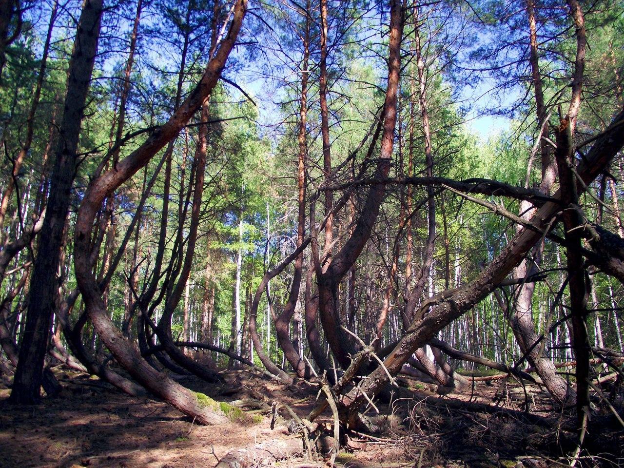 The mysterious anomaly Drunken Forest in the Ryazan region - My, Road trip, Mystic, Nature, Anomaly, Unusual, Video, Longpost, Travels, Drunken Forest, Travel across Russia