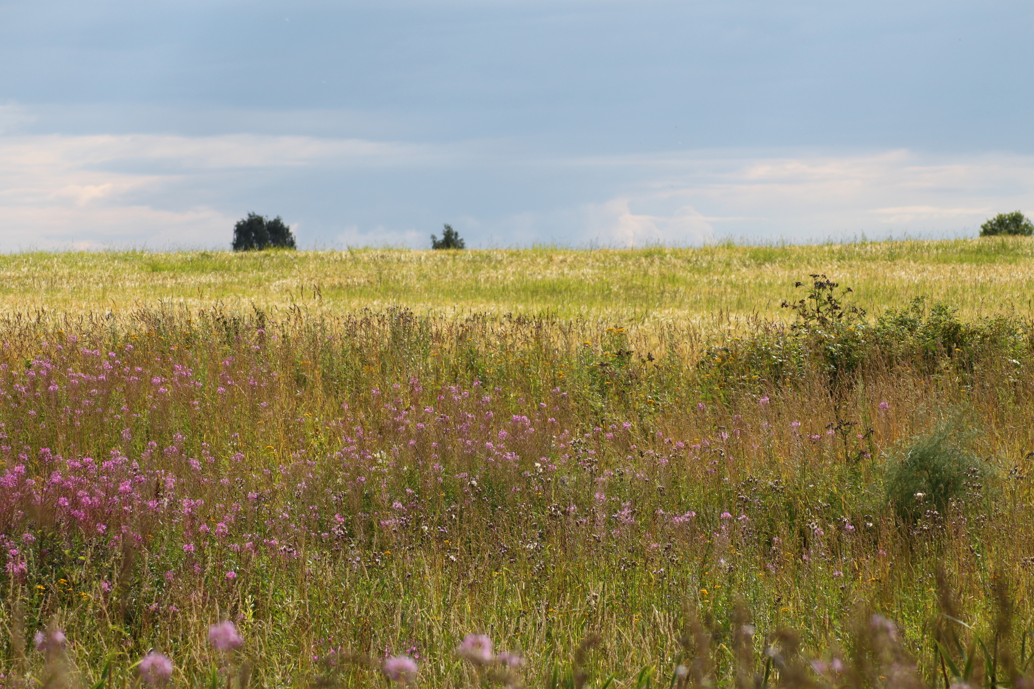 Goodbye July - My, The photo, Summer, Nature, Russia, Longpost