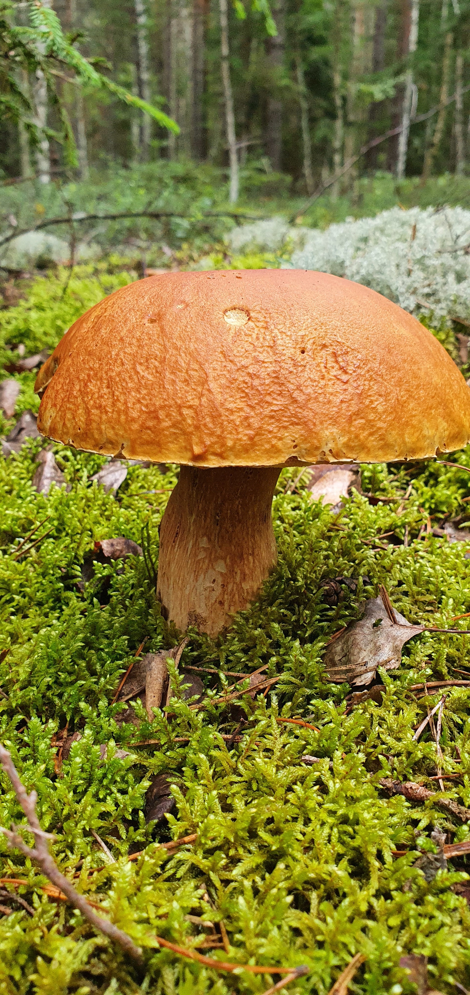 Got out into the forest - My, Mushrooms, Boletus, Porcini, Longpost, Vladimir region