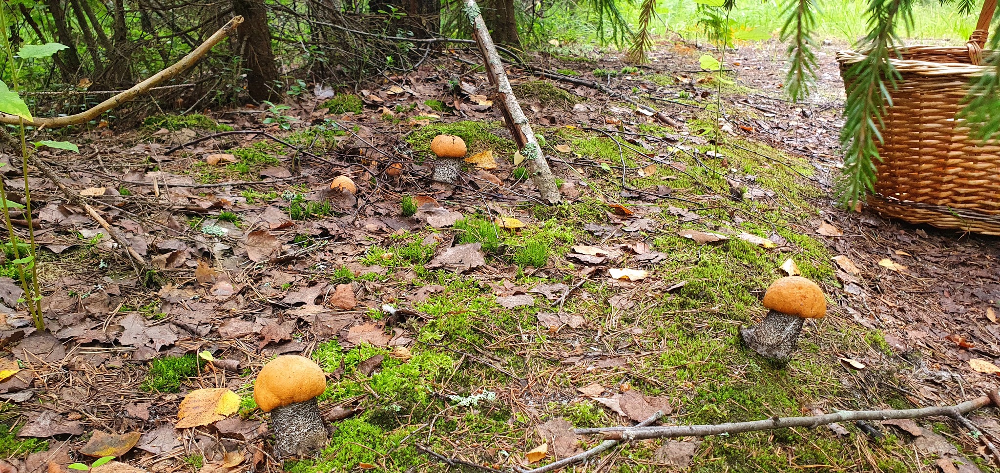 Got out into the forest - My, Mushrooms, Boletus, Porcini, Longpost, Vladimir region