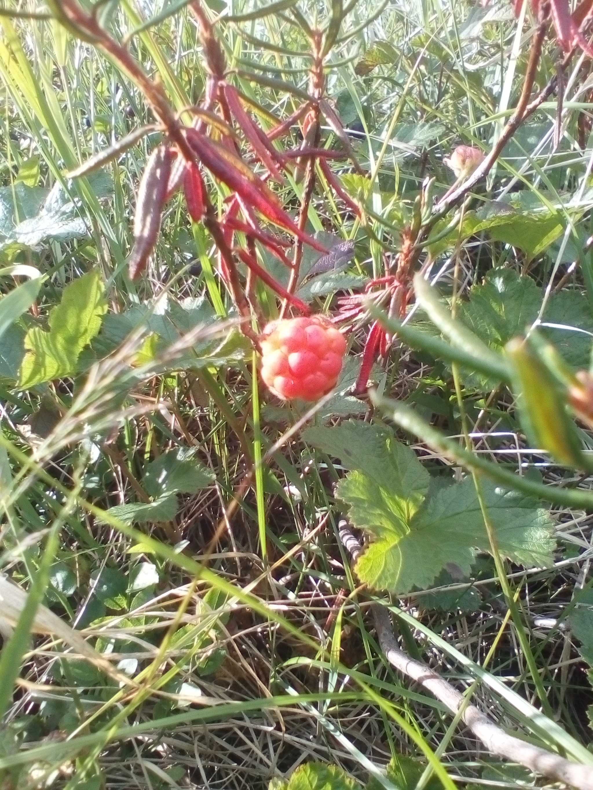 Cloudberry - My, Norilsk, Photo on sneaker, Longpost