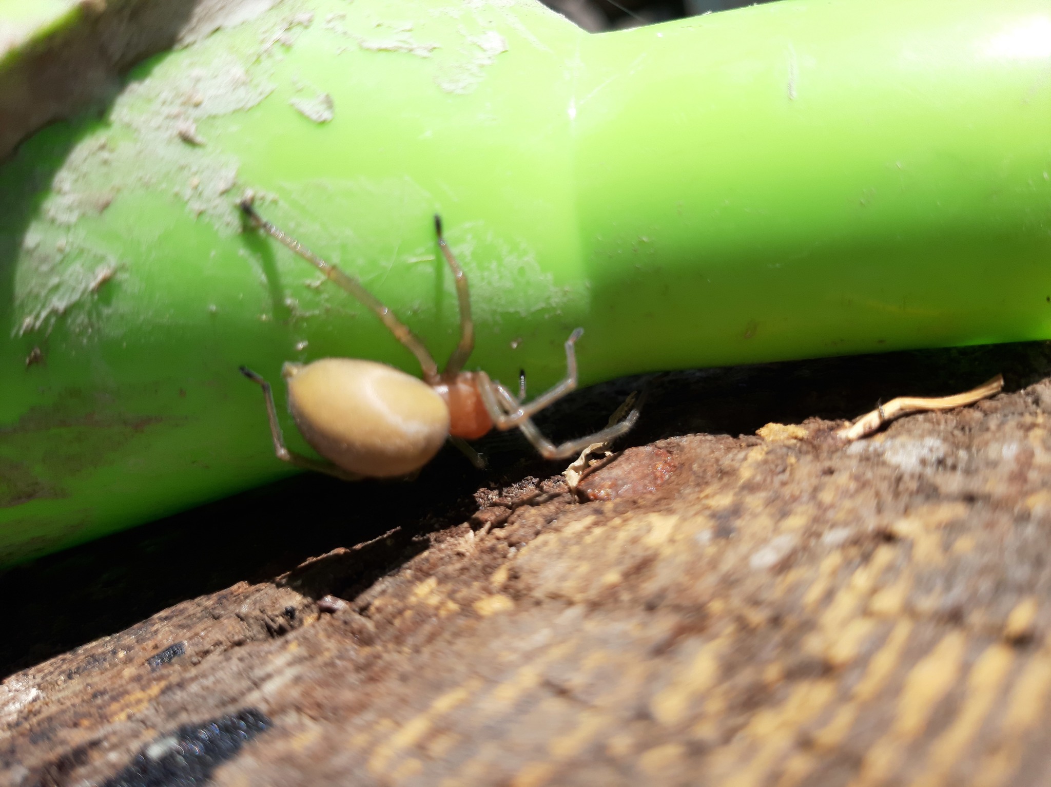 It would be better not to find the nozzle from the watering can - My, Nest, Spider, Longpost