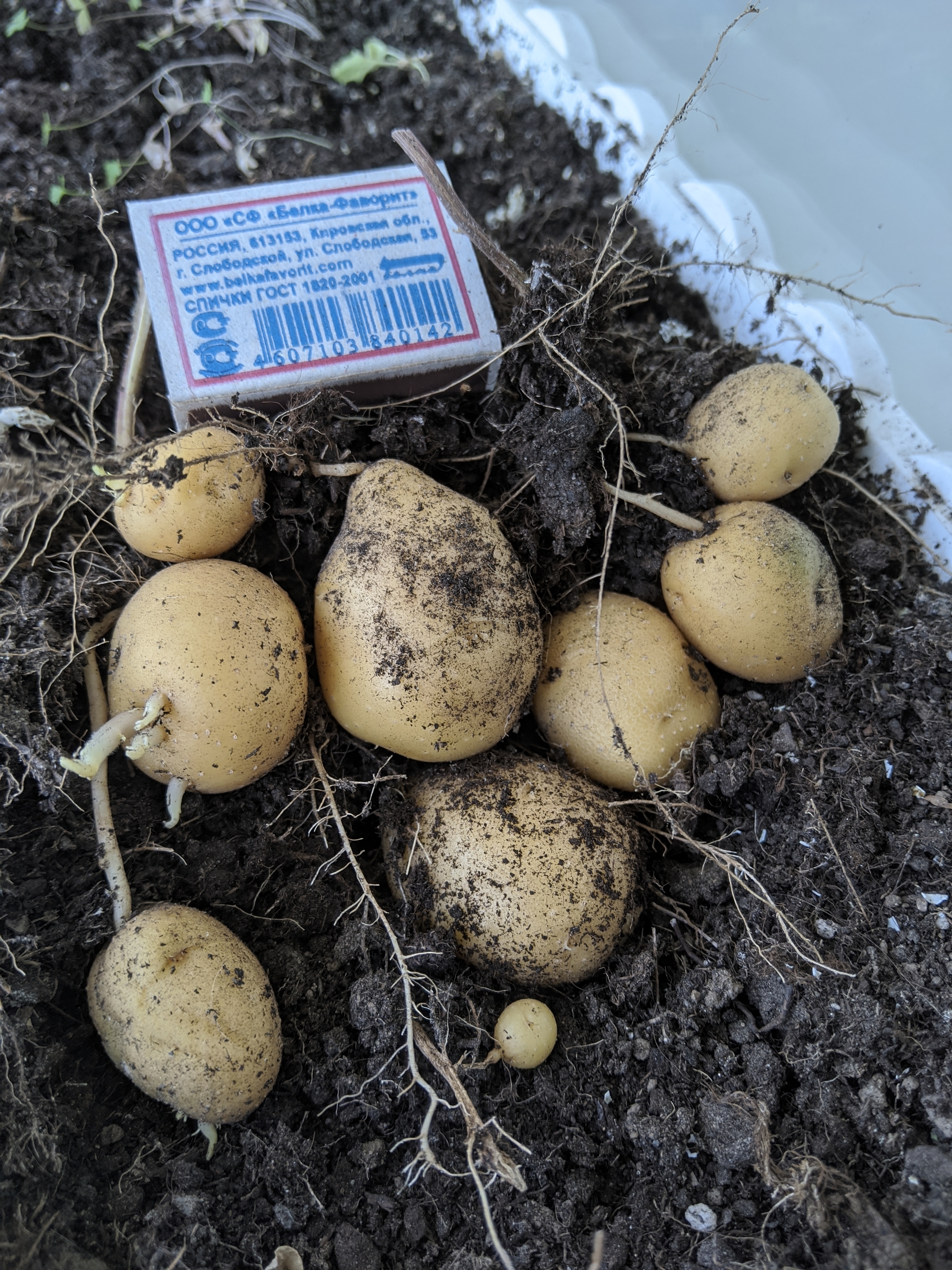 The harvest is in! - My, Potato, Harvest, Balcony, Longpost