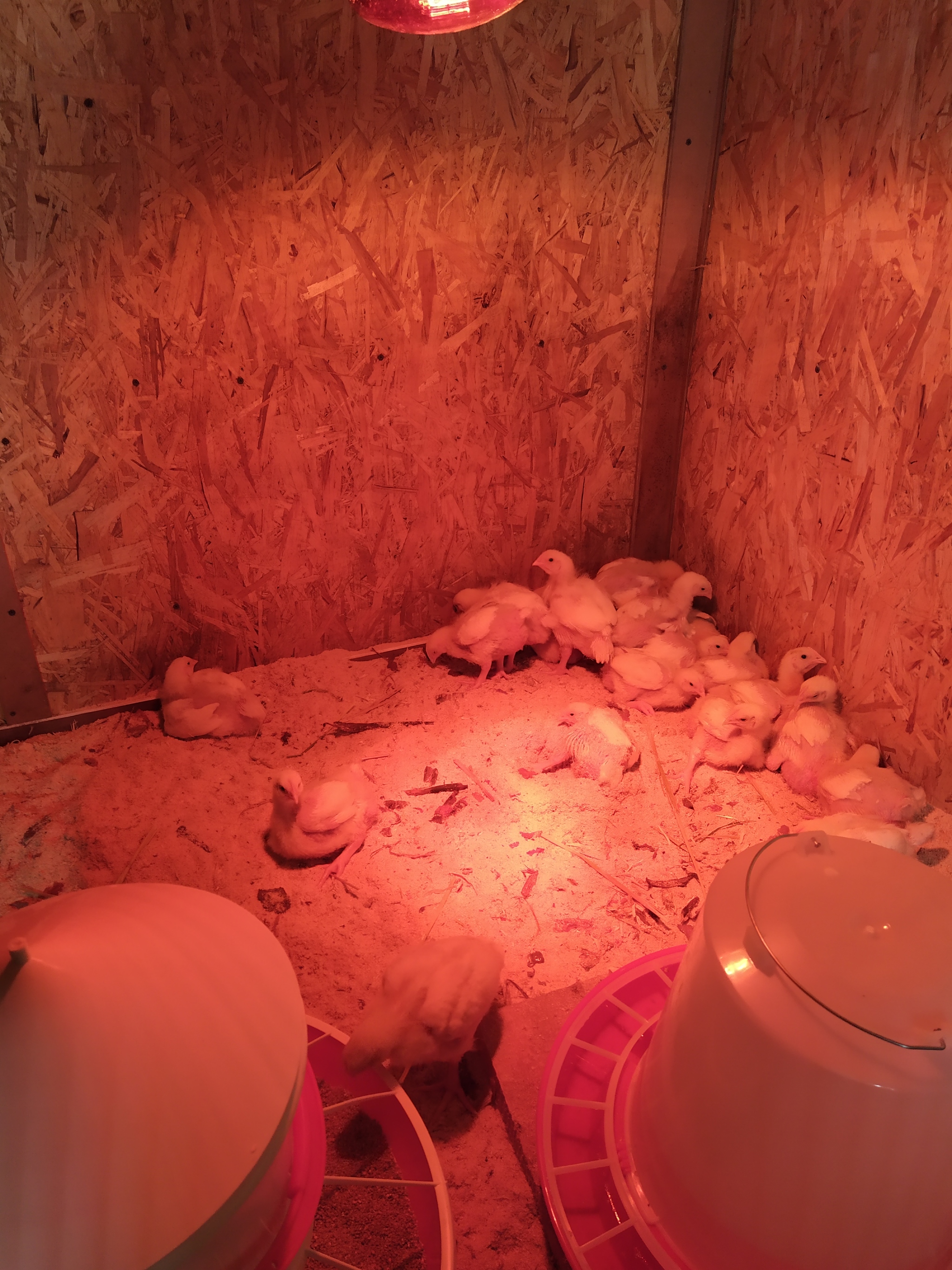 My first broilers - My, Village, Broilers, Chicken, Longpost