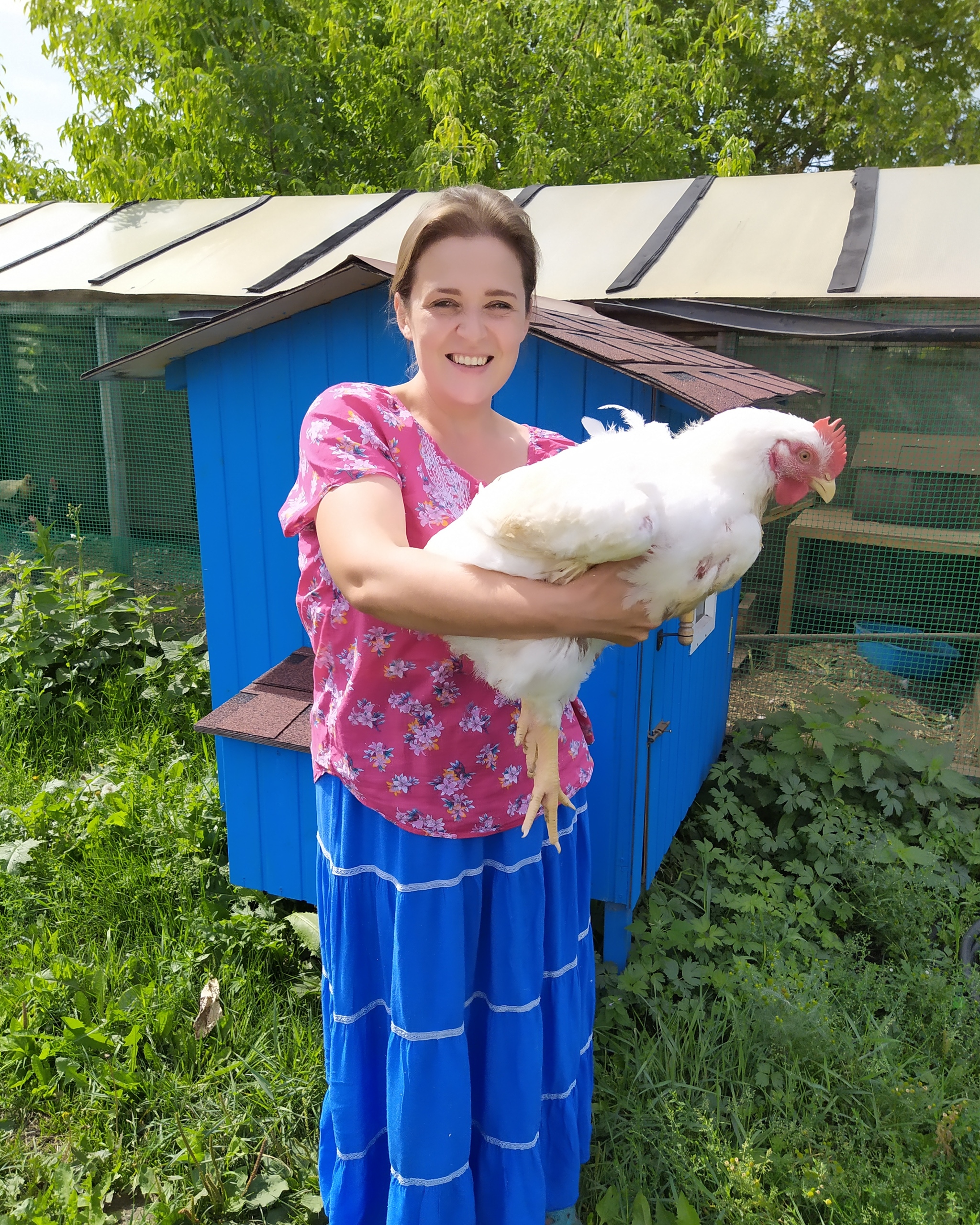 My first broilers - My, Village, Broilers, Chicken, Longpost