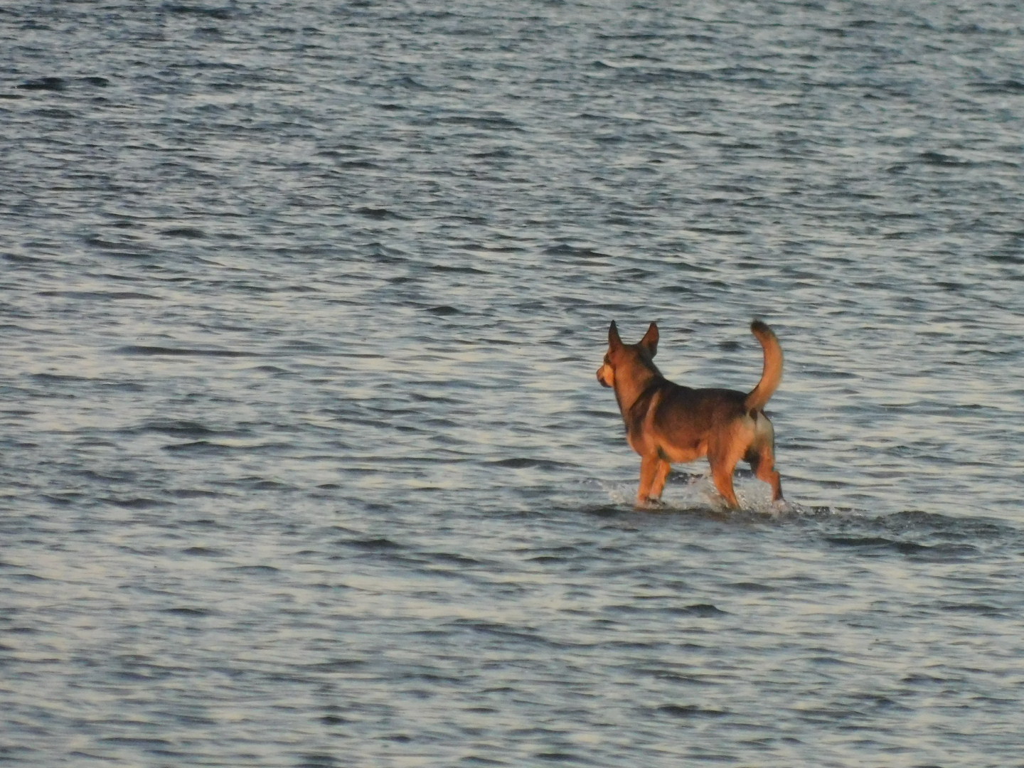 Dogs on the water (+bird) - My, Camera, Birds, Longpost, Dog