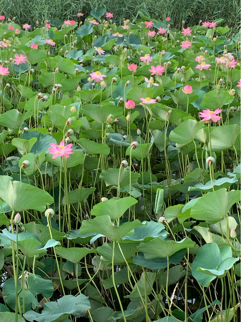 Just a photo with lotuses - My, Lotus, lotus lake