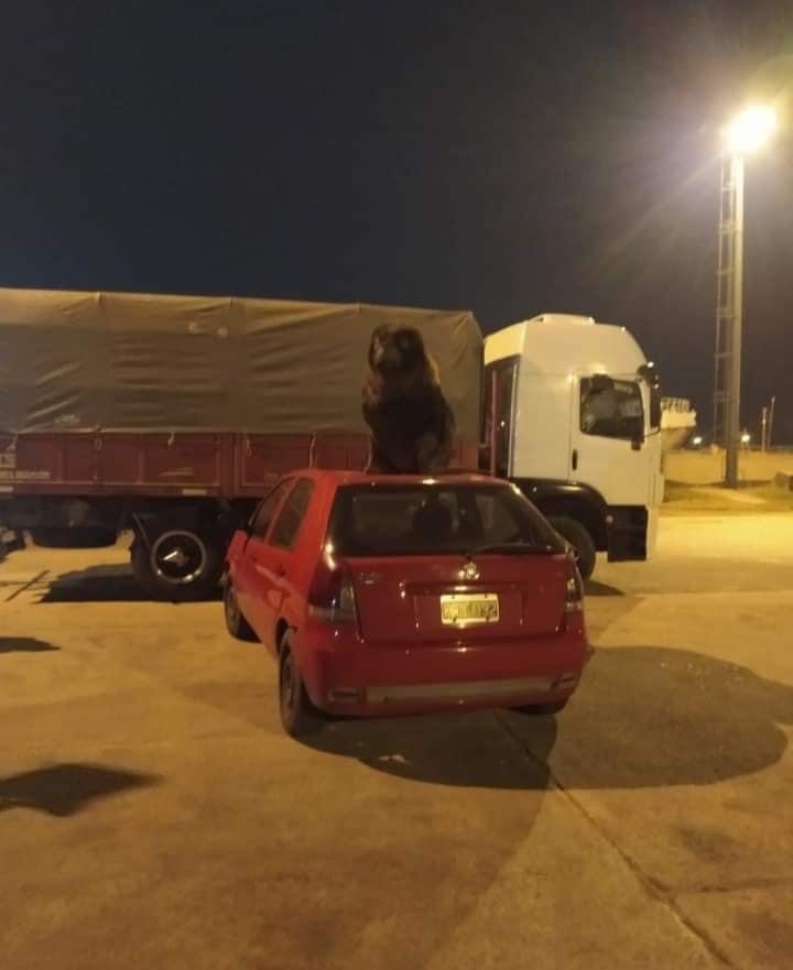 Night of the Airborne Forces day in the port of Mar del Plata - Argentina, Mar del Plata, Sea lion, Longpost, Auto