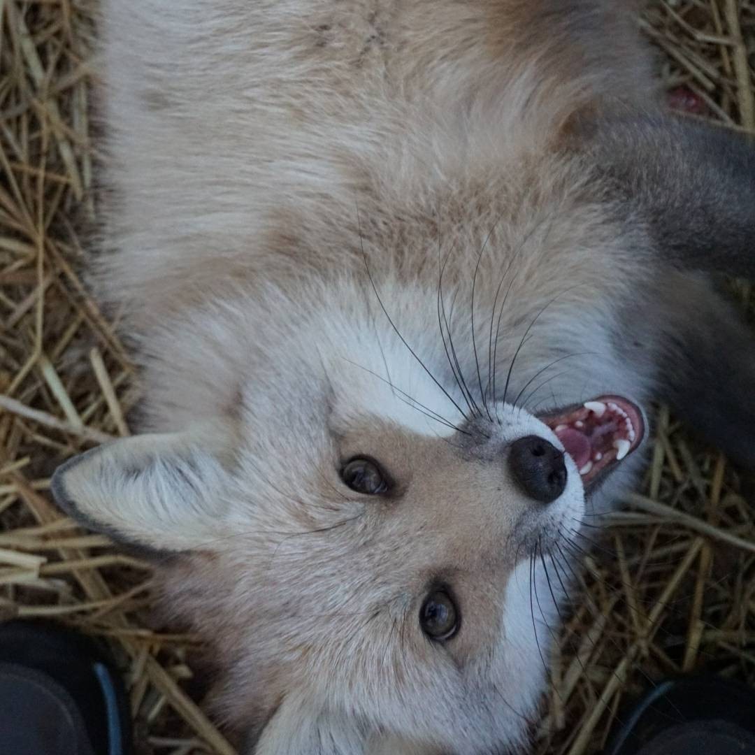 A small bit of happiness! - Fox, Animals, Pets, Domestic fox, The photo, Longpost