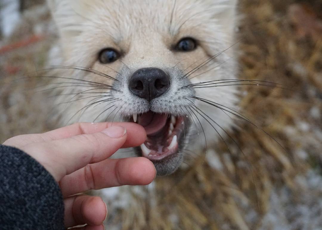 A small bit of happiness! - Fox, Animals, Pets, Domestic fox, The photo, Longpost