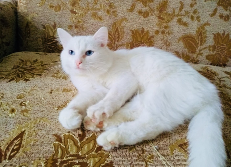 A cat (white with blue eyes) rescued from the street is looking for his home. St. Petersburg and Leningrad region - My, cat, In good hands, Animal Rescue, No rating, Saint Petersburg, Leningrad region, Longpost