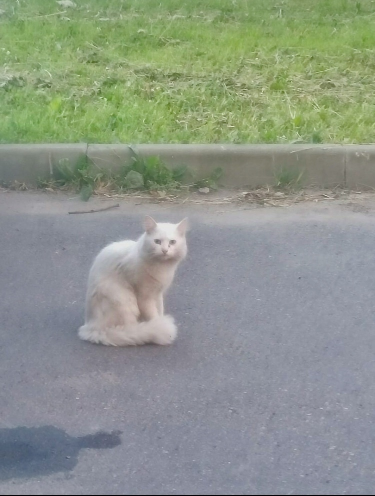 A cat (white with blue eyes) rescued from the street is looking for his home. St. Petersburg and Leningrad region - My, cat, In good hands, Animal Rescue, No rating, Saint Petersburg, Leningrad region, Longpost