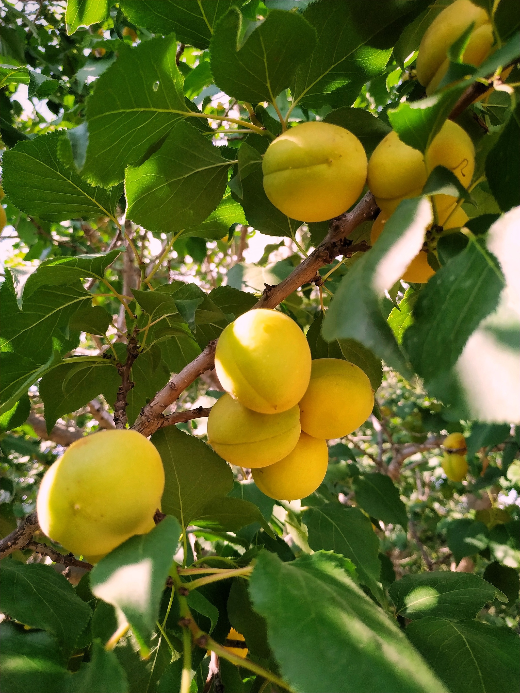 Apricots - My, Apricot, Harvest, Mobile photography, Longpost