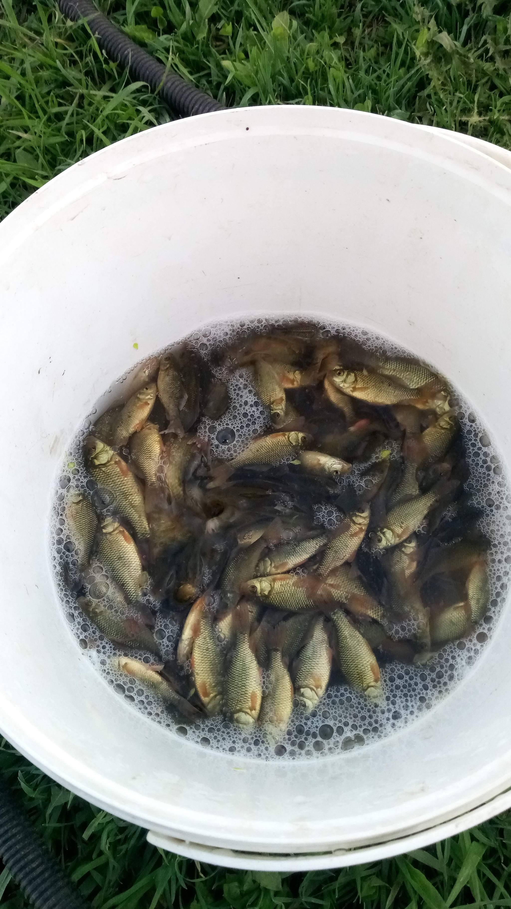 Stocking your pond with fish - My, My house, Pond, Stocking, Carp, Longpost