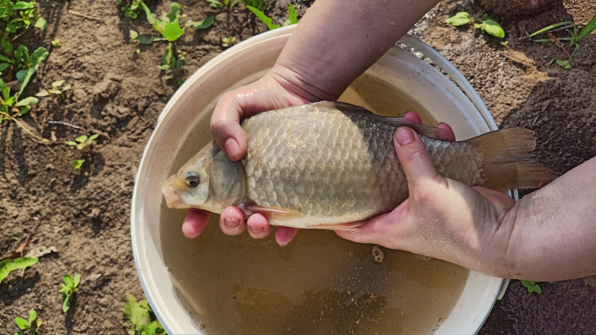 Stocking your pond with fish - My, My house, Pond, Stocking, Carp, Longpost