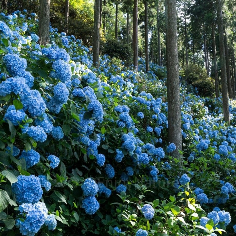 Hydrangea forest in Japan - Hydrangeas, Japan, Longpost