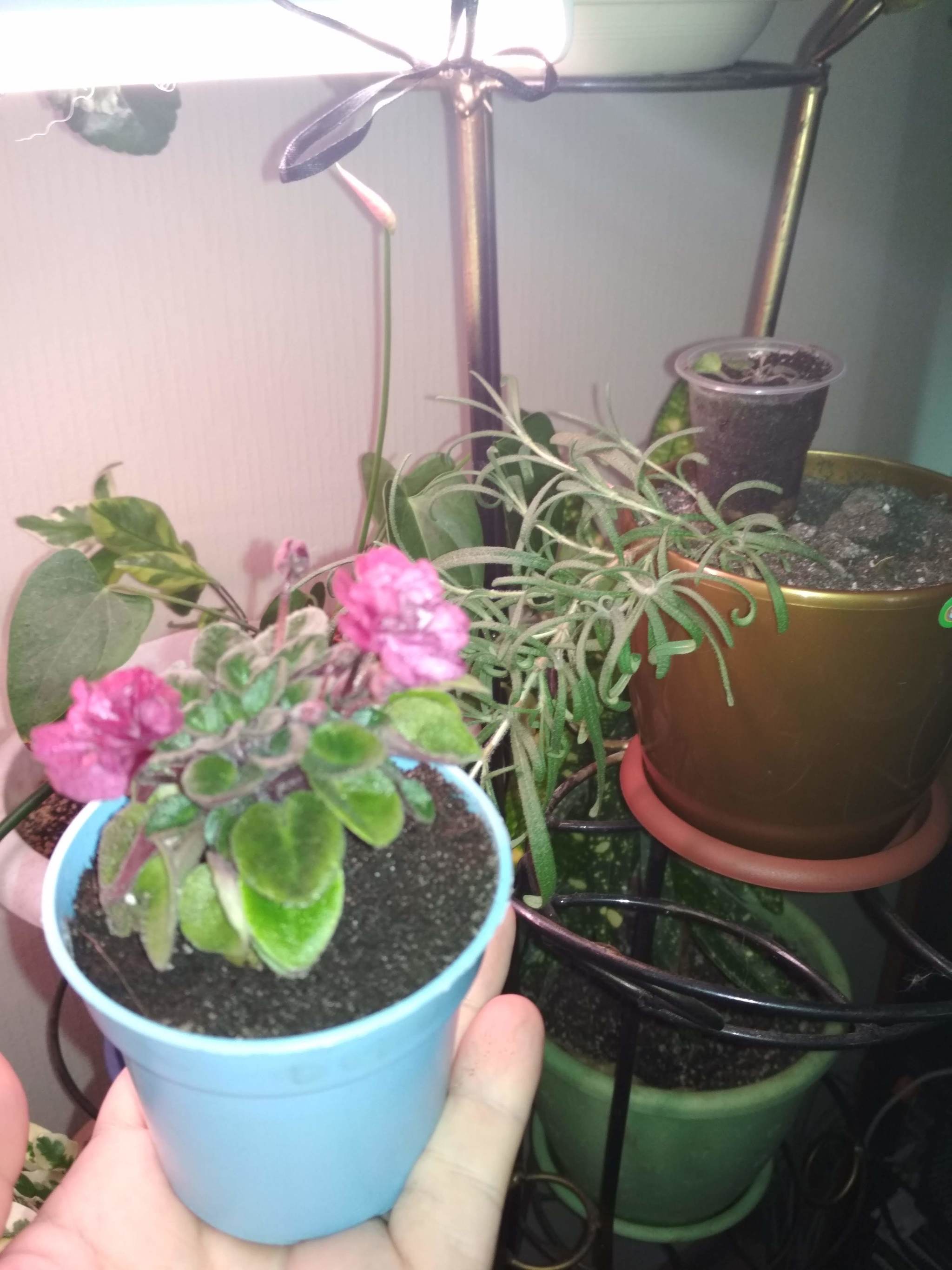 Mini format - My, Flowers, Houseplants, Longpost