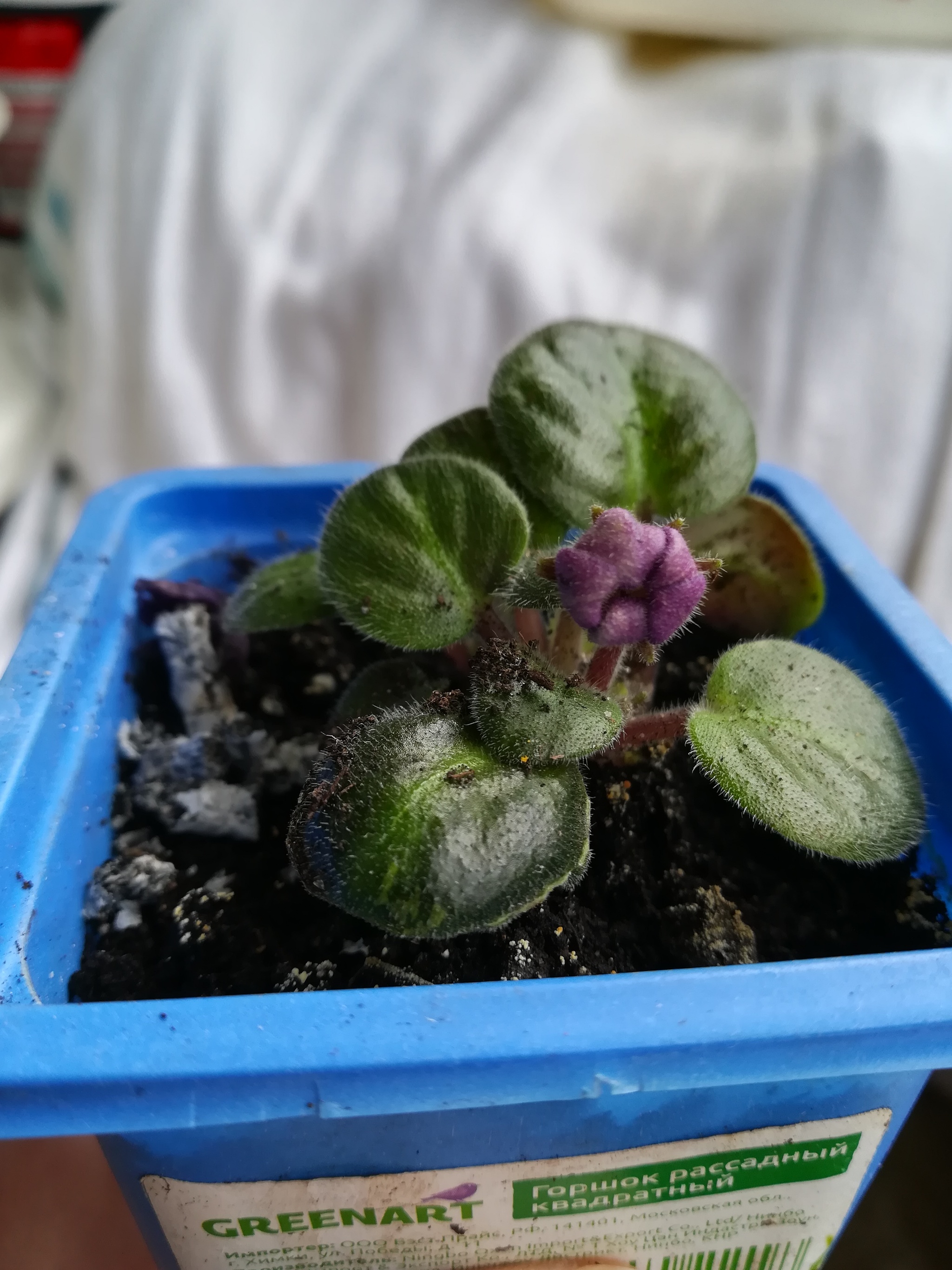 Explosive Violet - My, Violets, Houseplants, Flowers, Longpost