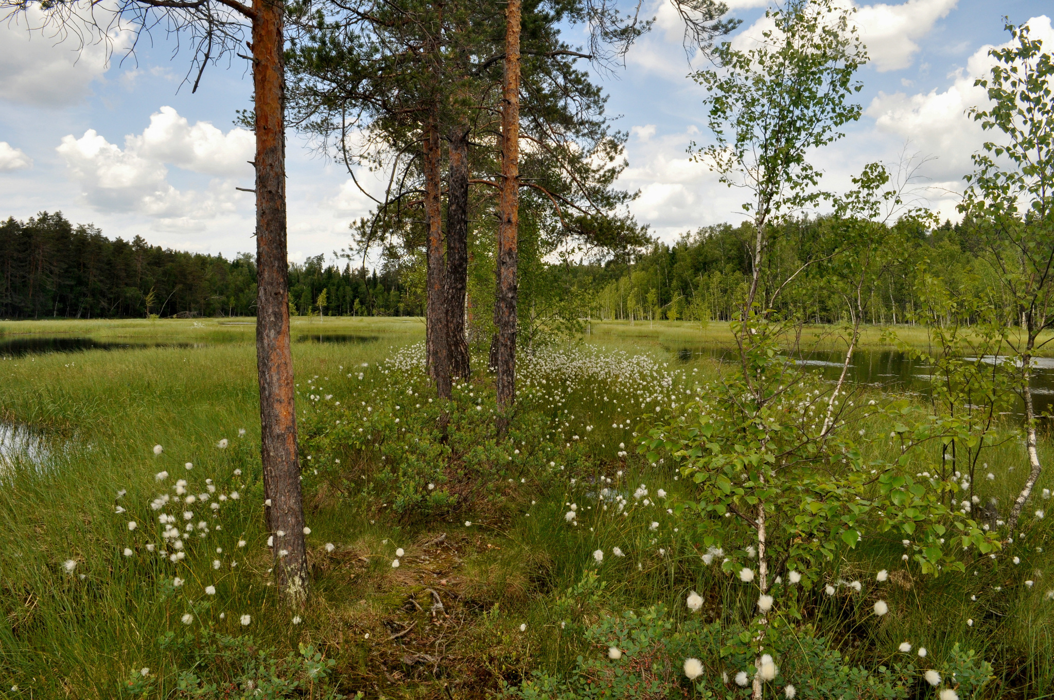 Forest paths - My, Hiking, Forest, Weekend travel, Travel across Russia, Lake, Leisure, Camping, Longpost